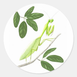 Praying Mantis Sticker