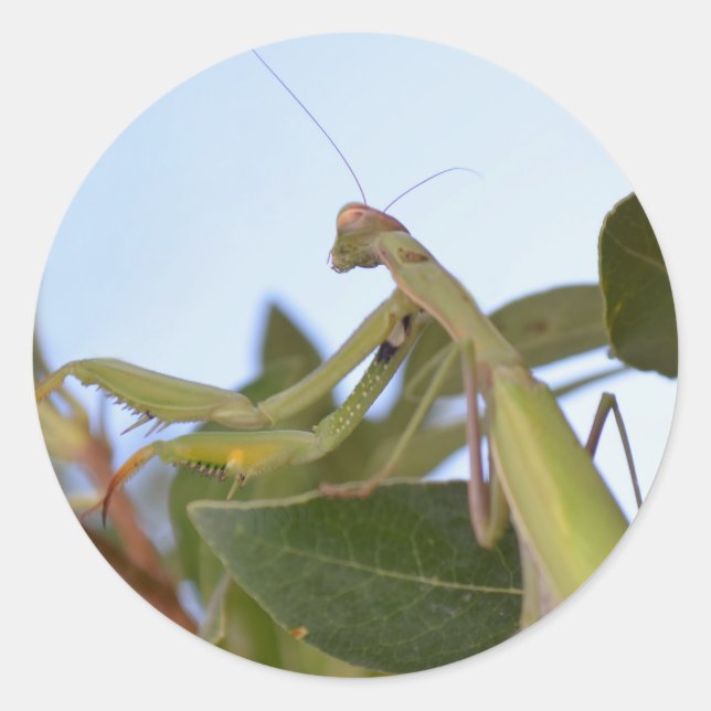 Praying Mantis Stickers (Front)