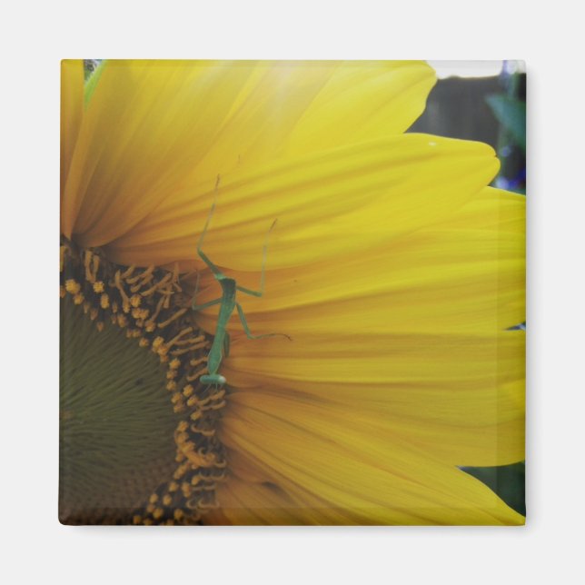 Praying Mantis Sunflower Magnet (Front)