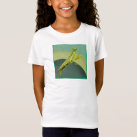 Praying Mantis