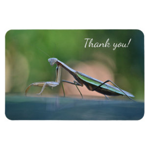 Praying Mantis Thank you Magnet
