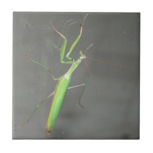 Praying Mantis Tile