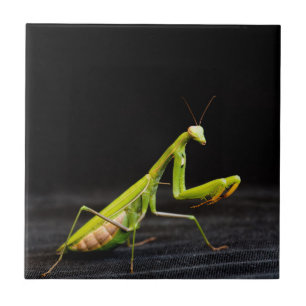 Praying mantis tile