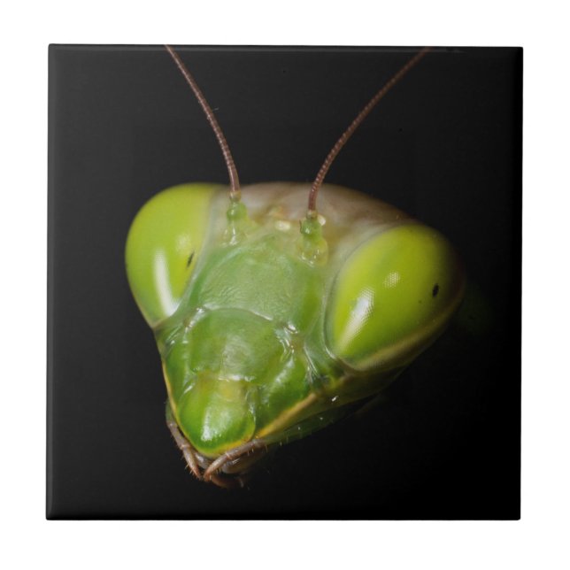Praying mantis tile (Front)