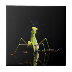 Praying mantis tile