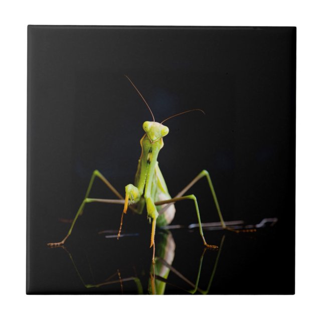 Praying mantis tile (Front)