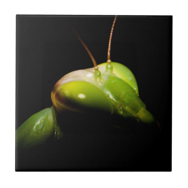 Praying mantis tile (Front)