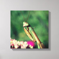 Praying Mantis Up Close 