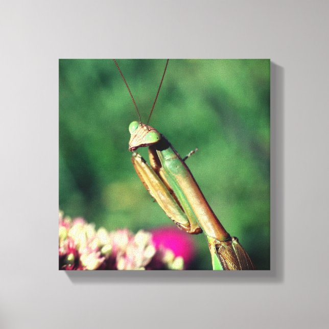Praying Mantis Up Close  Canvas Print (Front)