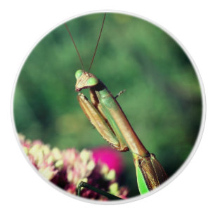 Praying Mantis Up Close   Ceramic Knob