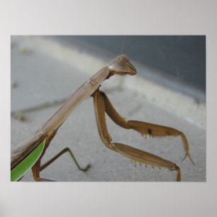 Praying Mantis Visits the Library Poster