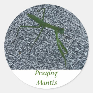 Praying Mantis Walking on Sidewalk Insect Stickers