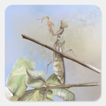 Praying Mantis watercolor