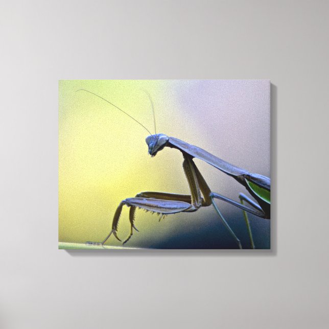 Praying Mantis Wrapped Canvas (Front)