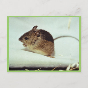 Prebles Meadow Jumping Mouse Postcard