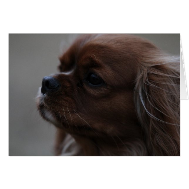 Precious a Ruby Cavalier King Charles Spaniel (Front Horizontal)