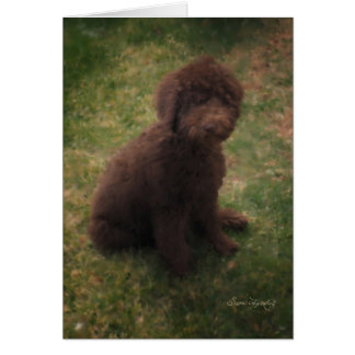 PRECIOUS AUSTRALIAN LABRADOODLE