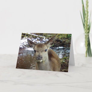Precious Baby Fawn Calm Waters Edge Winter Accent  Card