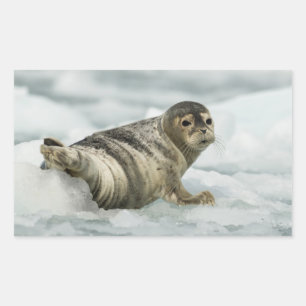 Precious Baby Seal