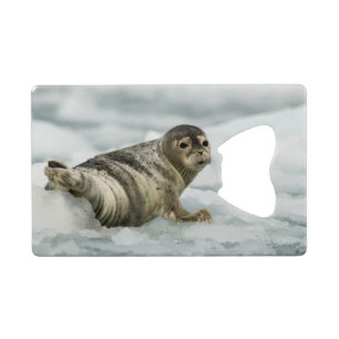 Precious Baby Seal