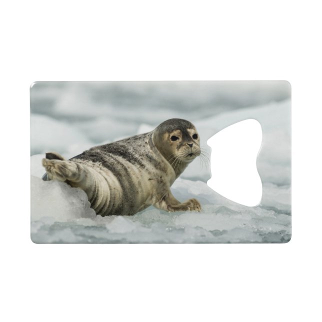 Precious Baby Seal (Back Horizontal)