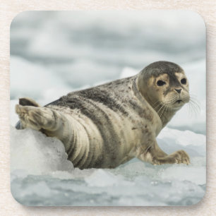 Precious Baby Seal Coaster
