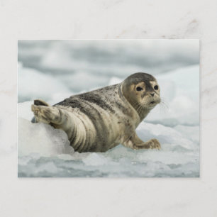 Precious Baby Seal Postcard