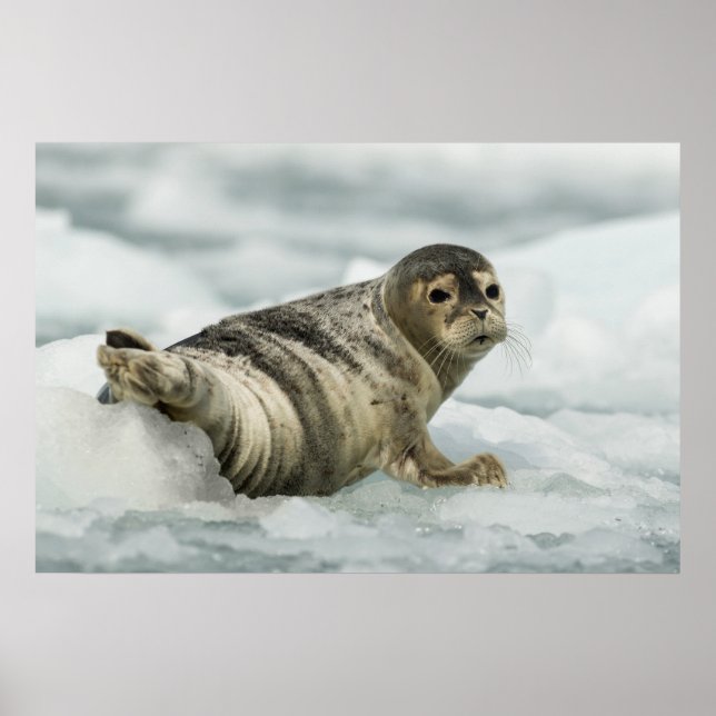 Precious Baby Seal Poster (Front)
