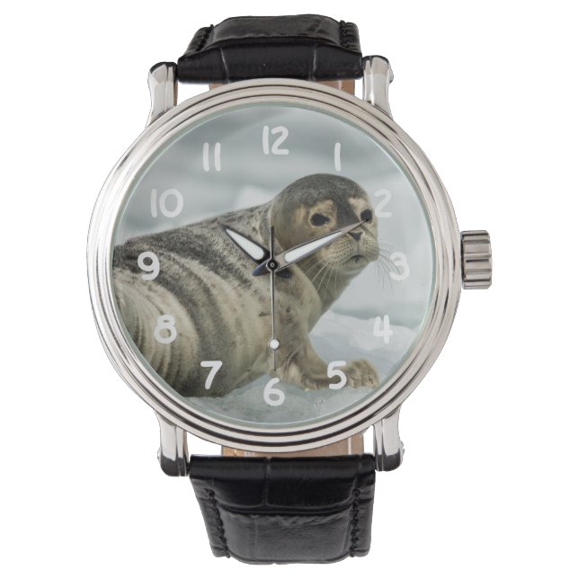 Precious Baby Seal Watch (Front)