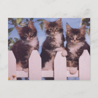 Precious Cat and Kitten Photo Cards, Gifts, Postag Postcard