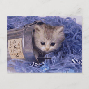 Precious Cat and Kitten Photo Cards, Gifts, Postag Postcard