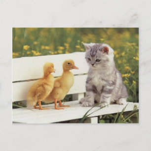 Precious Cats, Kittens Cards, Gifts -  Customise! Postcard