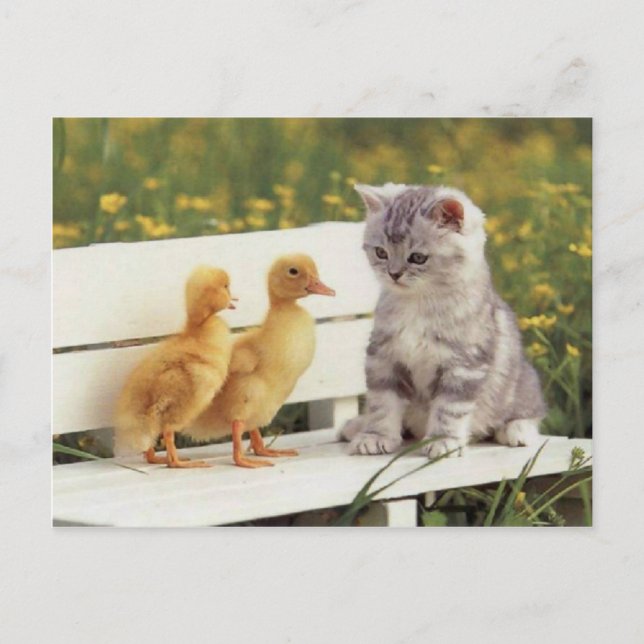 Precious Cats, Kittens Cards, Gifts -  Customise! Postcard (Front)