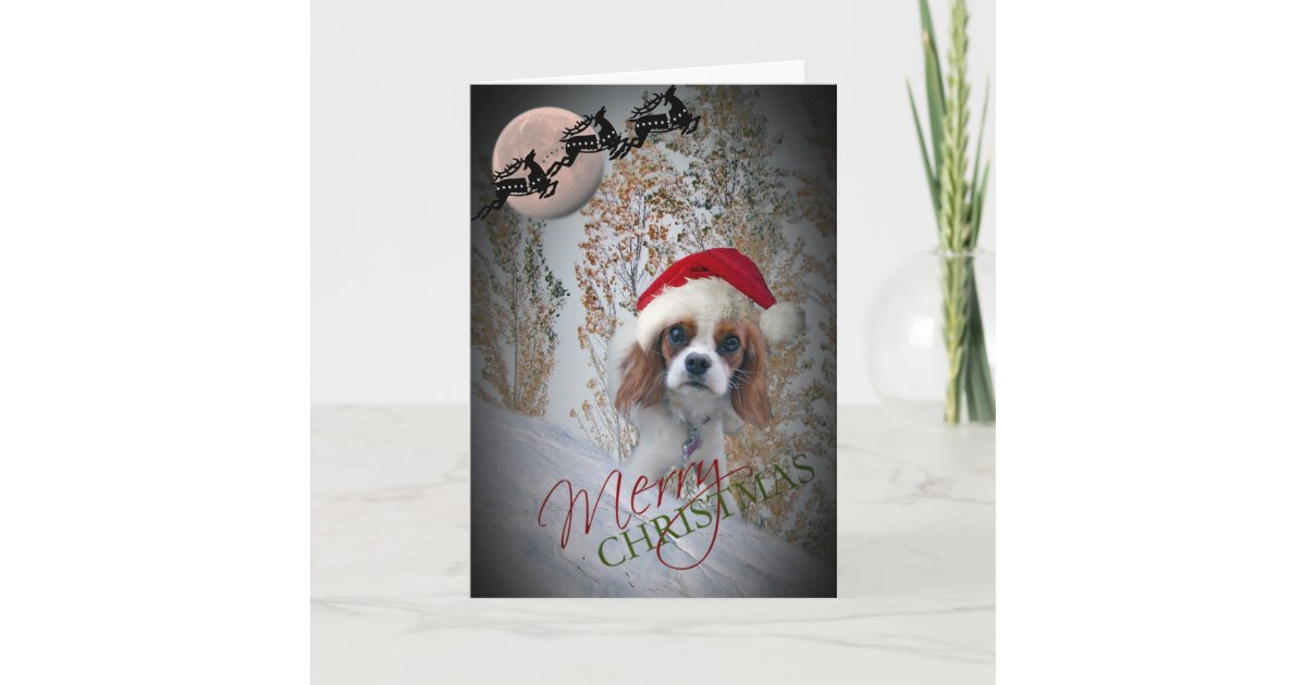 Precious Cavalier King Charles Christmas Cards Zazzle