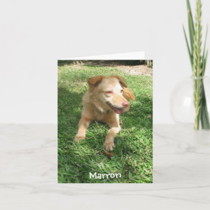 Precious Dog Series:  Marron Card