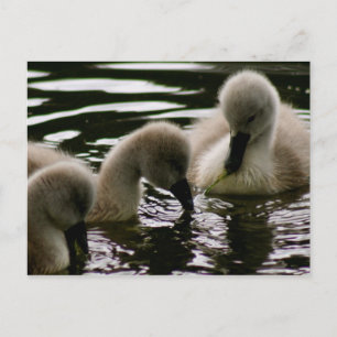 Precious Ducklings Postcard