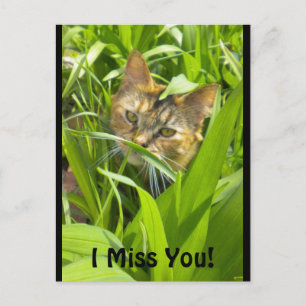 Precious Jungle Kitty "missing you" Postcard
