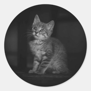 Precious Kitten  Classic Round Sticker