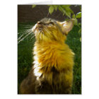 Precious Kitty All Occasion (blank) Card