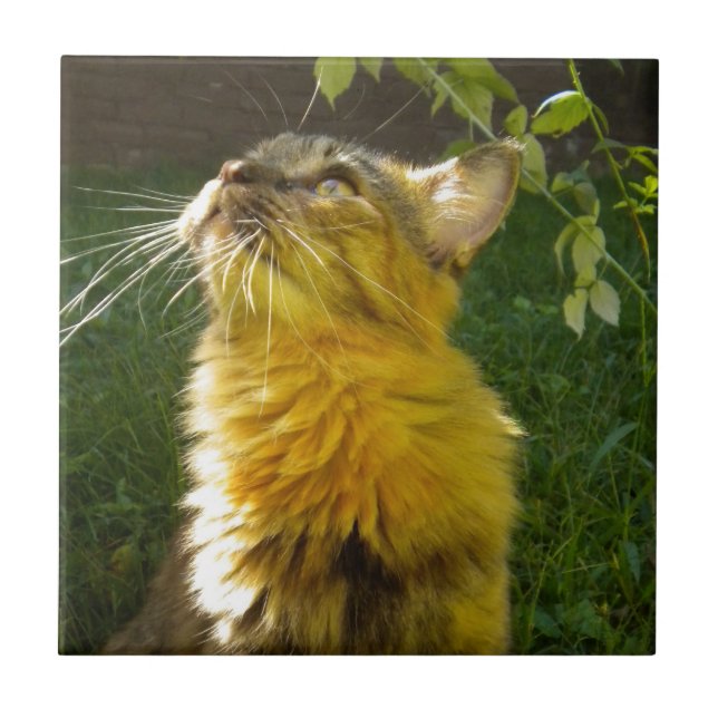 Precious Kitty Tile Trivet (Front)