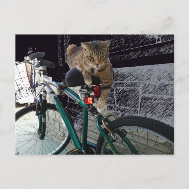 Precious Kitty Waits for Owner to Go Biking Postcard (Front)
