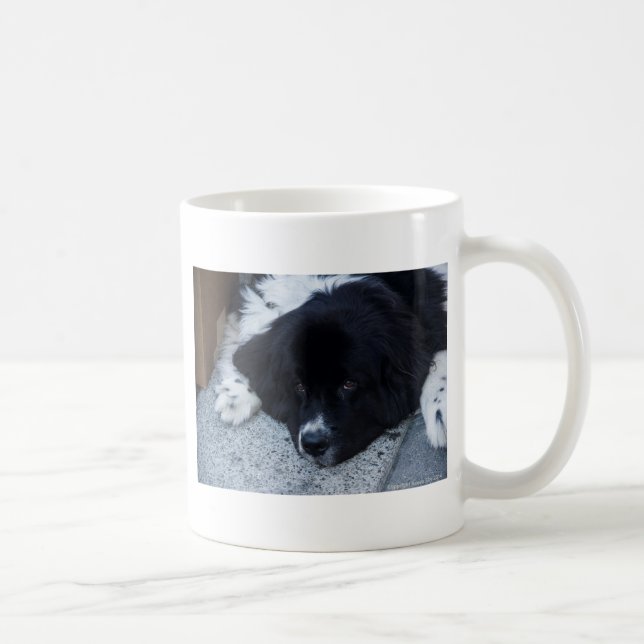 Precious Landseer Newfoundland gifts Coffee Mug (Right)