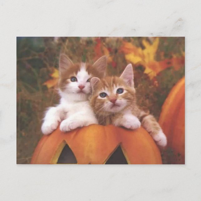 Precious Pumpkin Cats - Customisable Cards (Front)