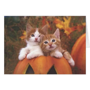 Precious Pumpkin Cats - Customisable Cards