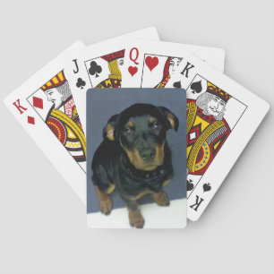 Precious Rottweiler Puppy Playing Cards