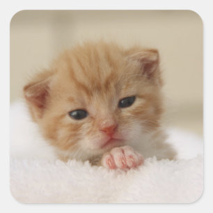 Precious sweet little kitten stickers