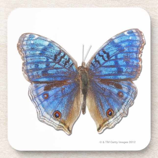 Precis rhadama coaster (Front)