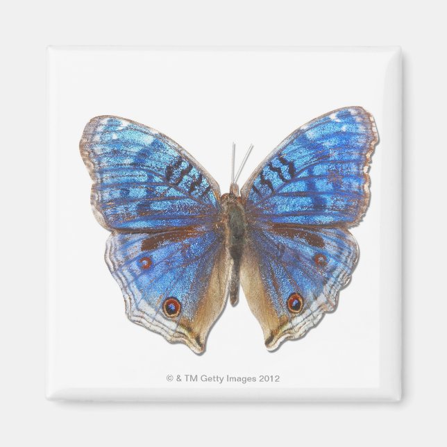 Precis rhadama magnet (Front)