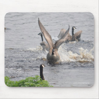 Preening Canada Geese & Water Wildlife Mouse Mat