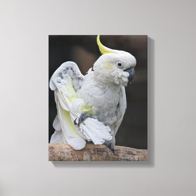 Preening Cockatoo Wrapped Canvas Print (Front)